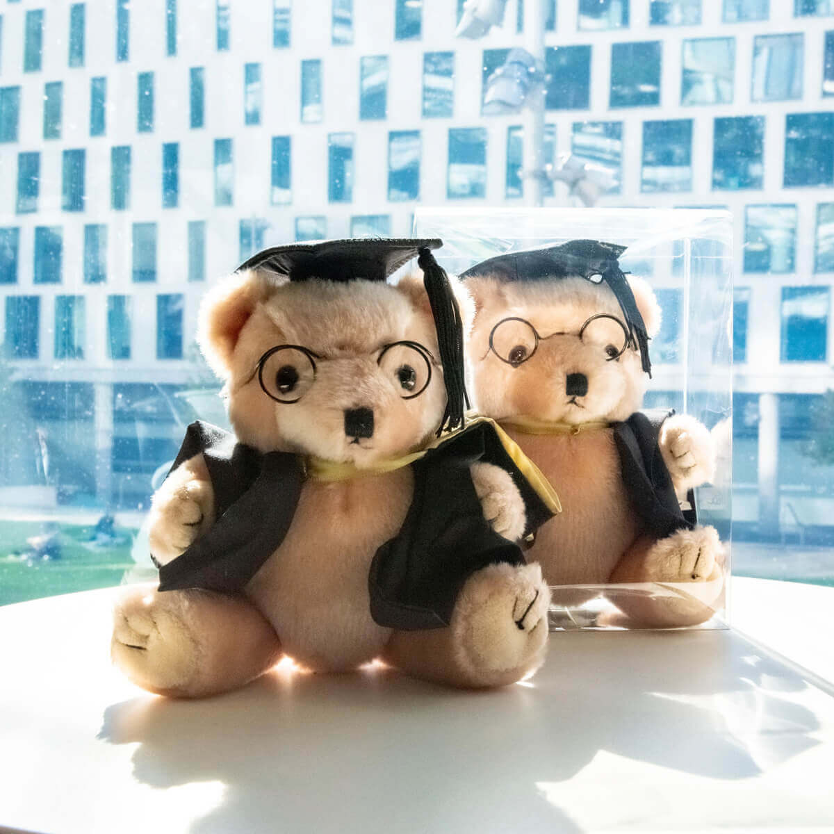 Grad Bear in Box Activate UTS