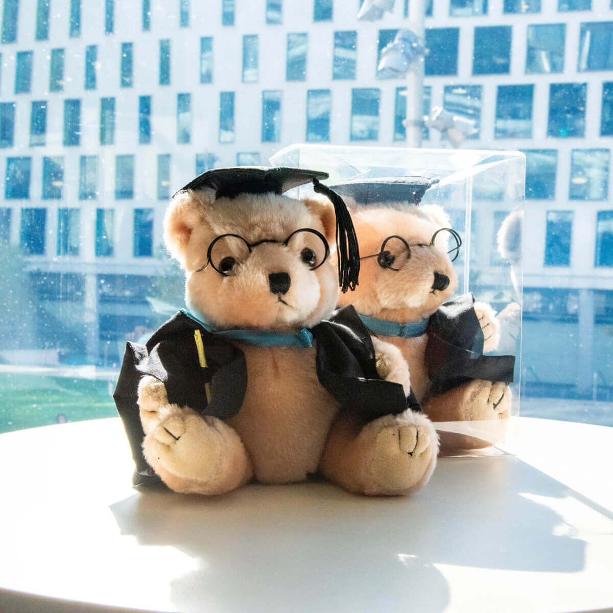 Grad Bear in Box Activate UTS