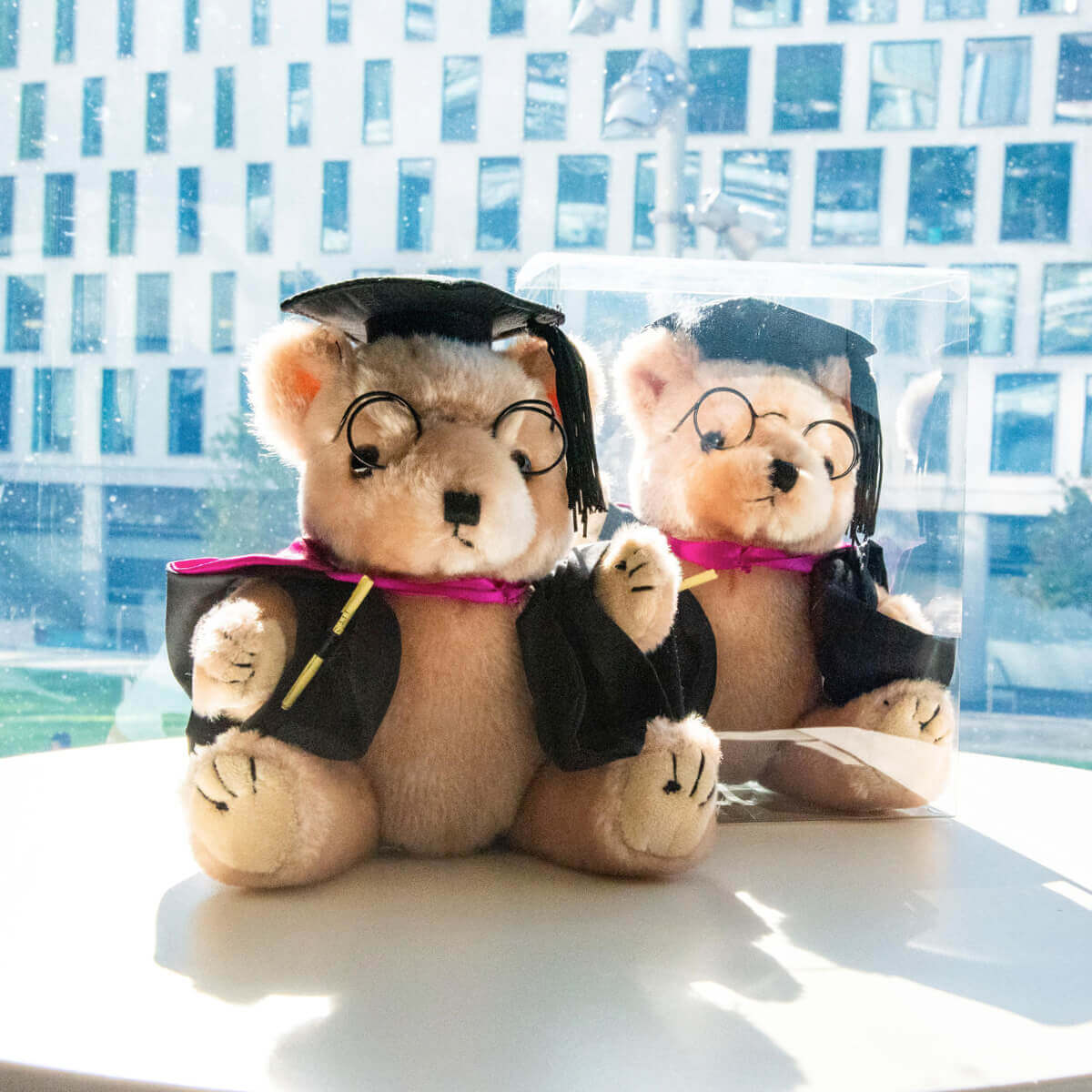 Grad Bear in Box Activate UTS