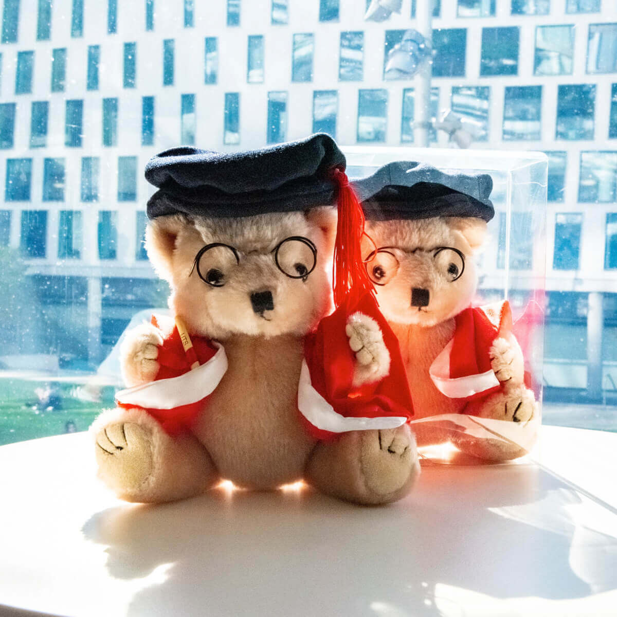 Grad Bear in Box Activate UTS