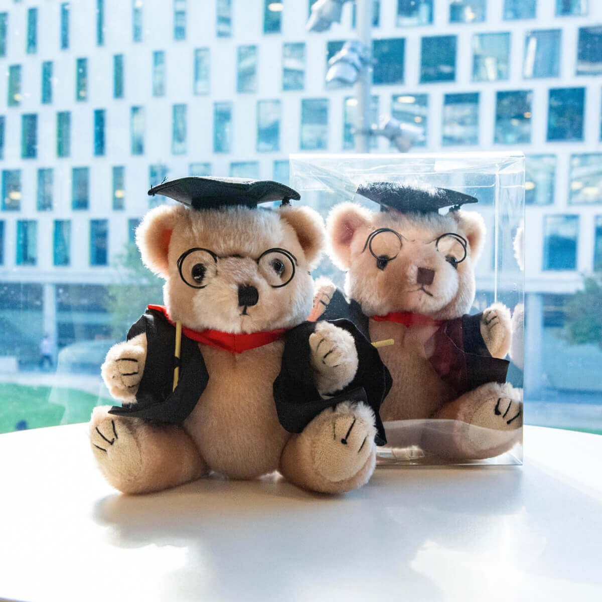 Grad Bear in Box Activate UTS