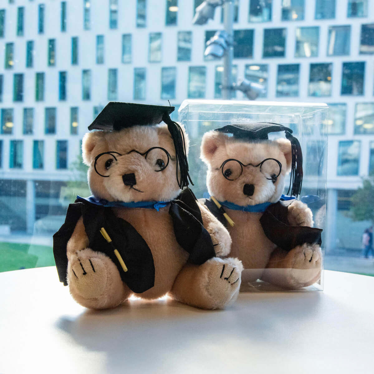 Grad Bear in Box Activate UTS